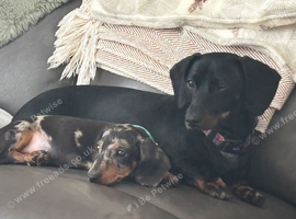 Dachshund for sale