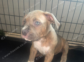 Standard American bully&rsquo;s