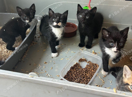 Beautiful kittens