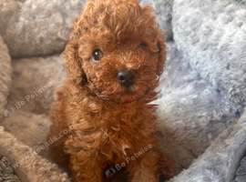Toy poodle 1 boy left