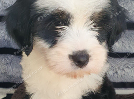 Stunning Tibten Terrier Boy