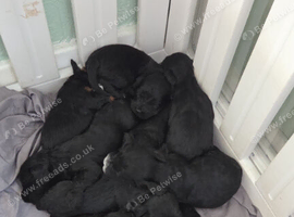Cockapoo puppies