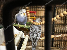 4 young Budggies with a cage