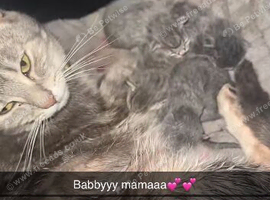 5 playful kittens ready for there new home