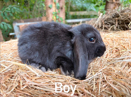 French lops