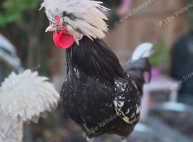 Polish Cockerell