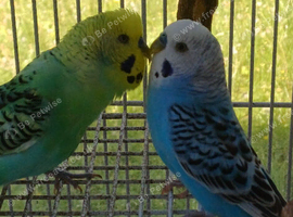 Pair of young cocks