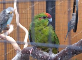 Breeding pair of kakarikis