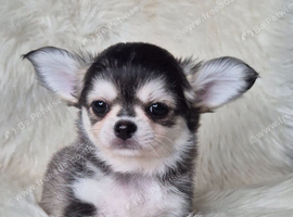 KC registered chihuahua puppies
