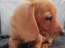 Dachshund puppies
