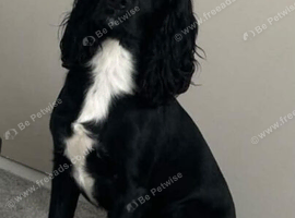 Rocco 2 years old