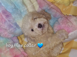 Cavapoochon