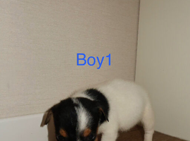 Parson Russell terriers