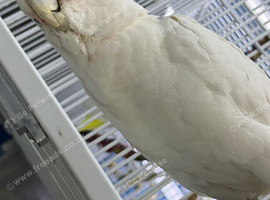 Cockatoo female