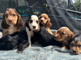 show type cocker spaniels