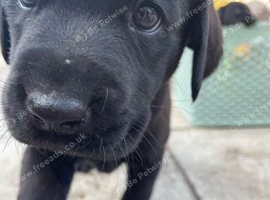 Labrador Puppies