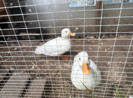call duck