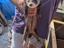 Ferret's for sale