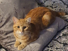 Cats for rehome