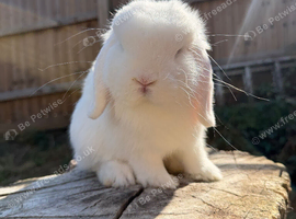 Pure bred Mini lop