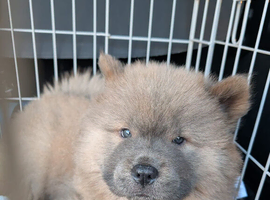 Chow Chow blue-fawn KC registered