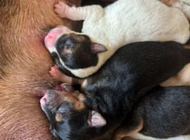 Jack pups ready to go!