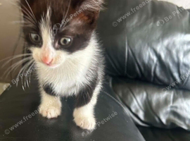 3 kittens.   2 boys 1 girl