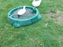 Small flock of ducks