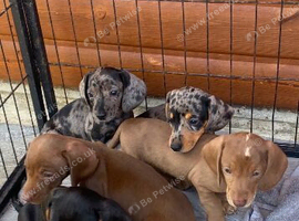 Stunning miniature dachshund puppies