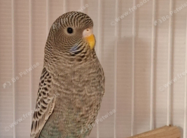 Beautiful young blackface budgies