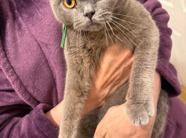 British shorthair male 12 months old