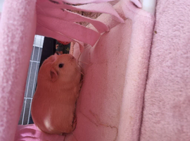2 female guineapigs 6 months old