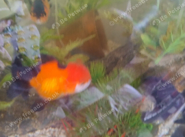 Fancy gold fish