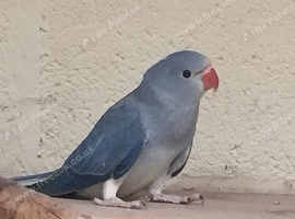 Mutation ringnecks
