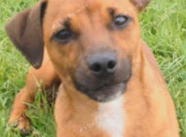 Dachshund X Jack-Russell male to STUD