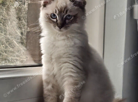 Male cat for sale