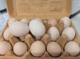 Proven Hatching Eggs