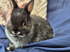 Male Pure Netherland Dwarf