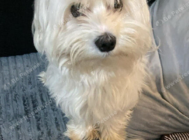 Maltese puppy mix