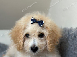 3x Maltipoo