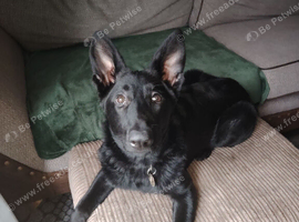 Black German shepard pup, looking for a forever home