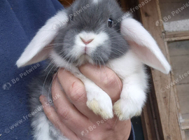 Mini lop babys and mini lion lop babys