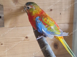 Neophema splendidain for sale
