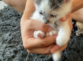 All looking for homes  soon