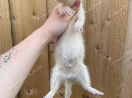 Half angora hob kit
