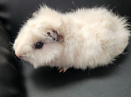 Teddy Guinea pigs