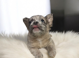 Kc Fluffy French Bulldogs