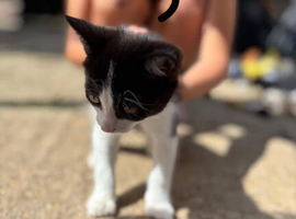 Kittens