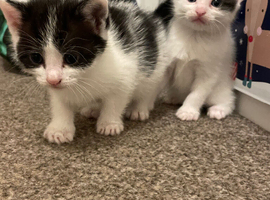 2 boy kittens