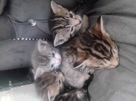 5 kittens